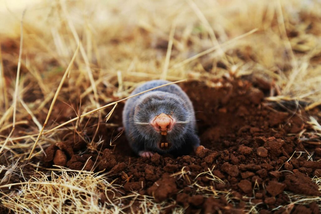 A mole emerging from the ground surrounded by dead grass