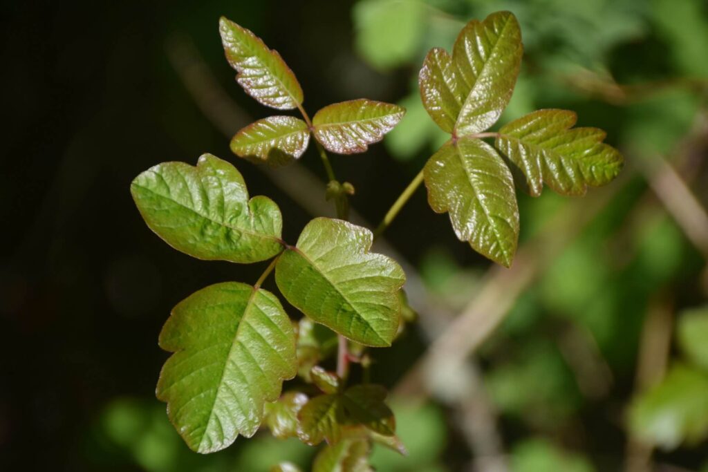 Poison ivy leaves