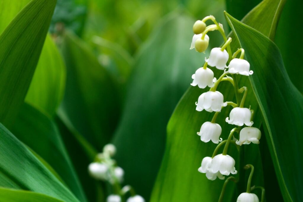 Lily of the valley flowers