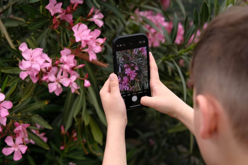 A person taking a photo of a garden plant