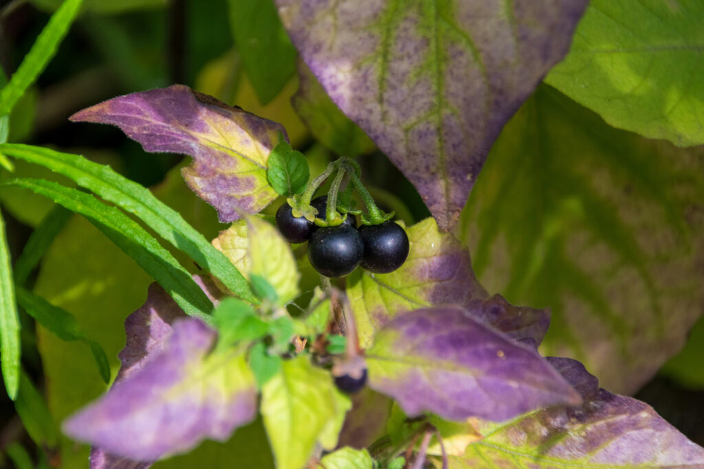 Deadly nightshade's black berries can cause hallucinations and death.