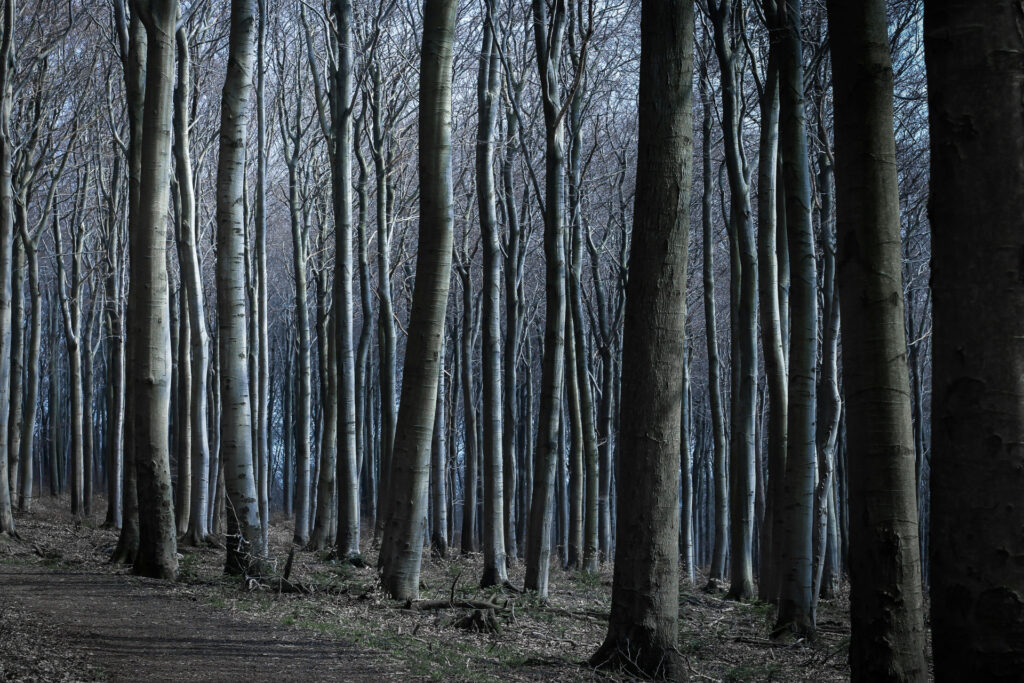 We are hardwired to fear dark, dense, scary forests.