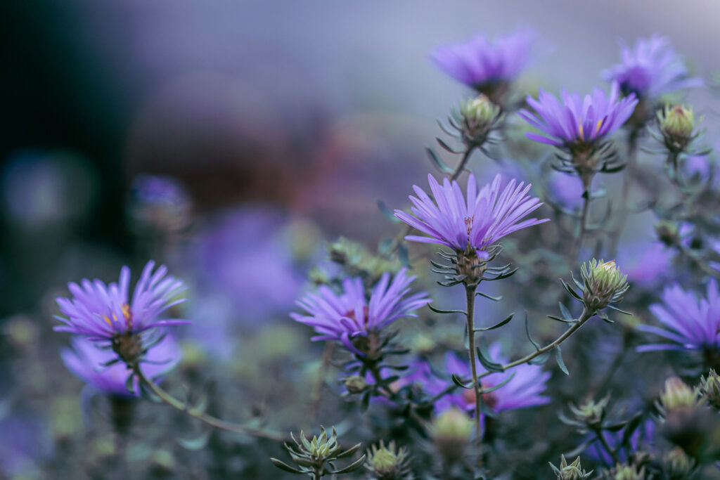 Asters are one of the best fall planting choices for a blaze of color. 