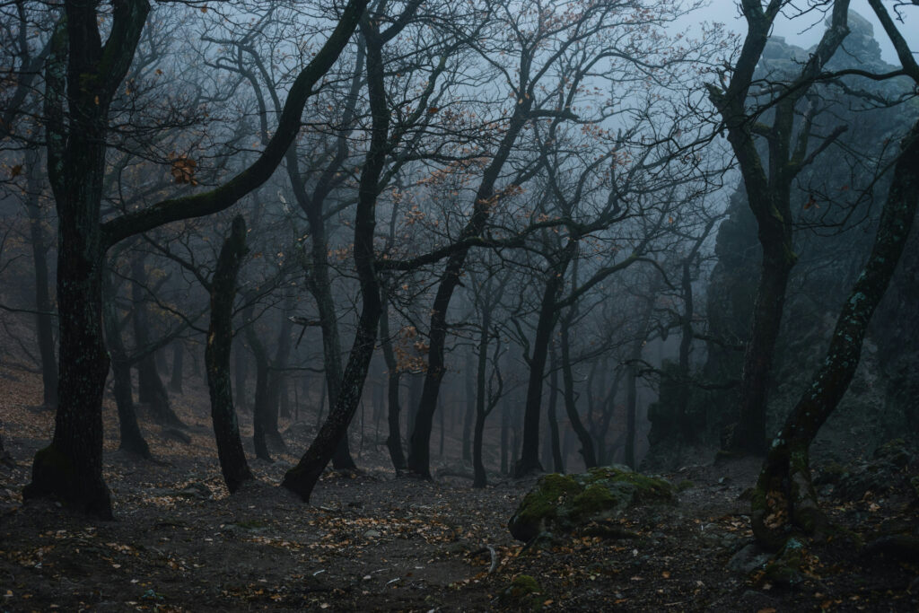 Haunted forests are both fascinating and frightening, giving us an adrenaline rush.