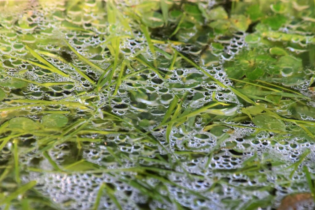 Plants trapped under a surface with moisture beads on it