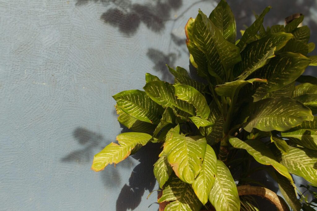 Yellowing leaves on a houseplant