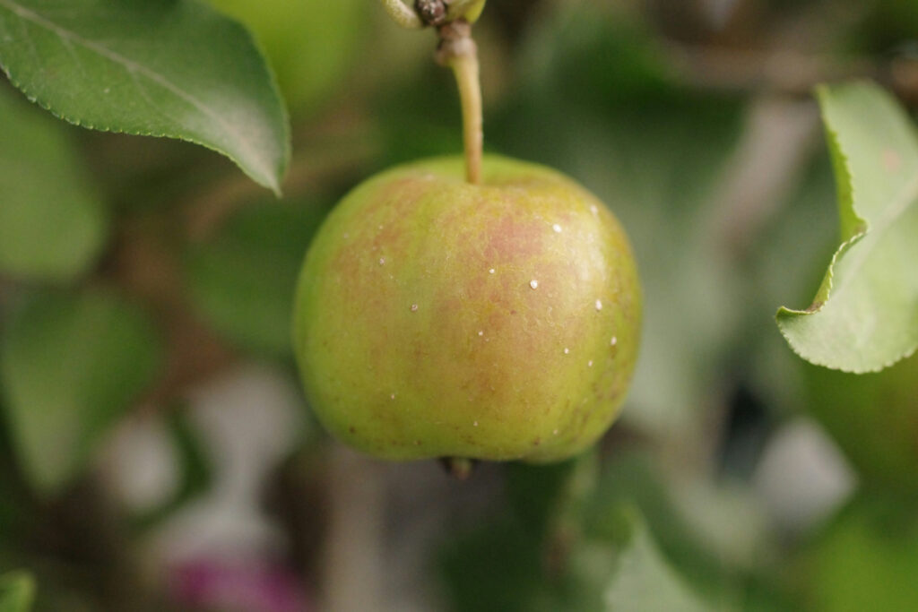 The manchineel is the world's most dangerous tree.