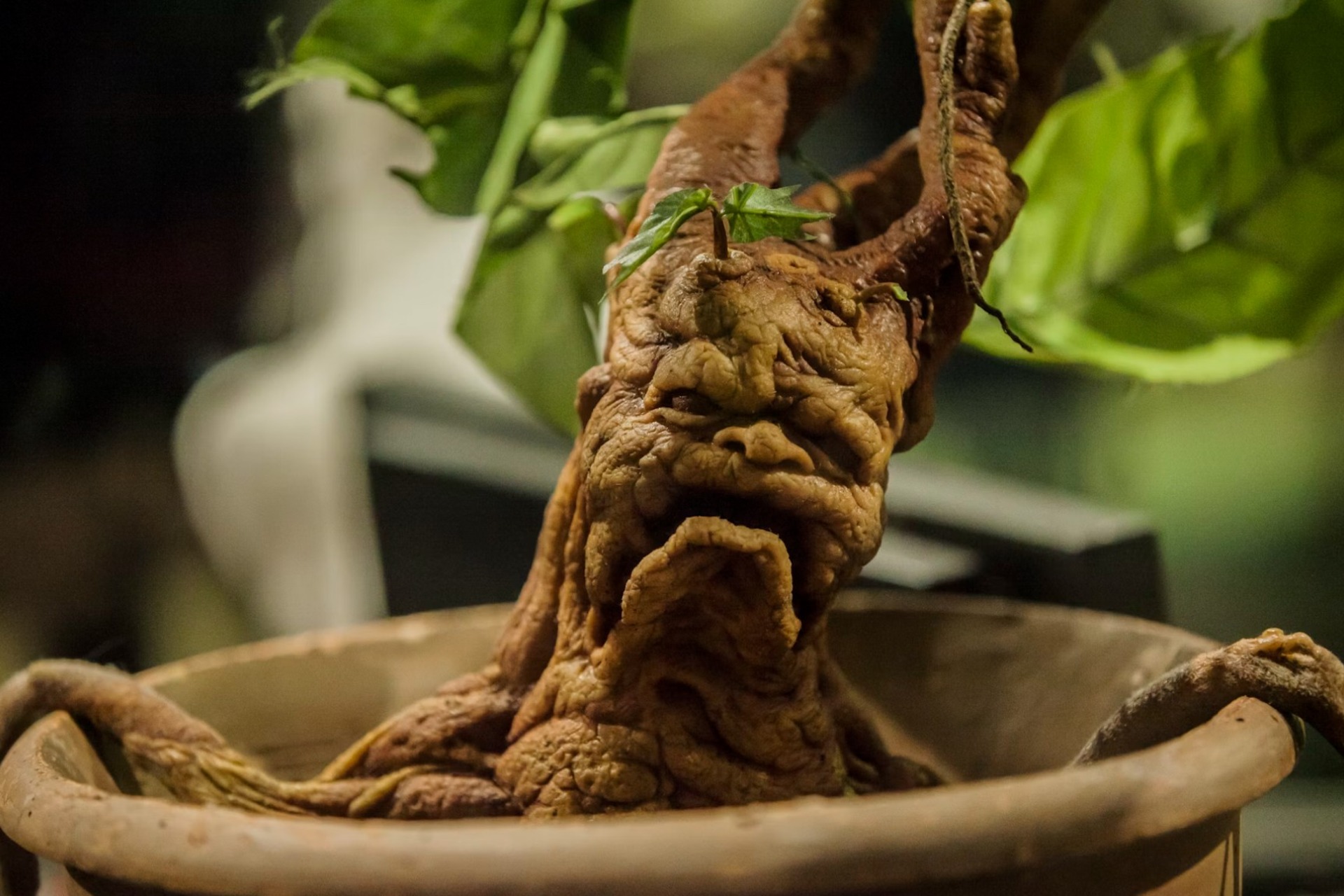 mandrake as a creepy plant