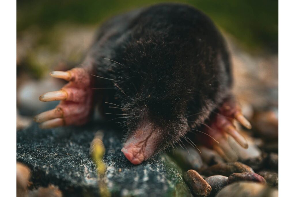 A mole emerging from thr garden