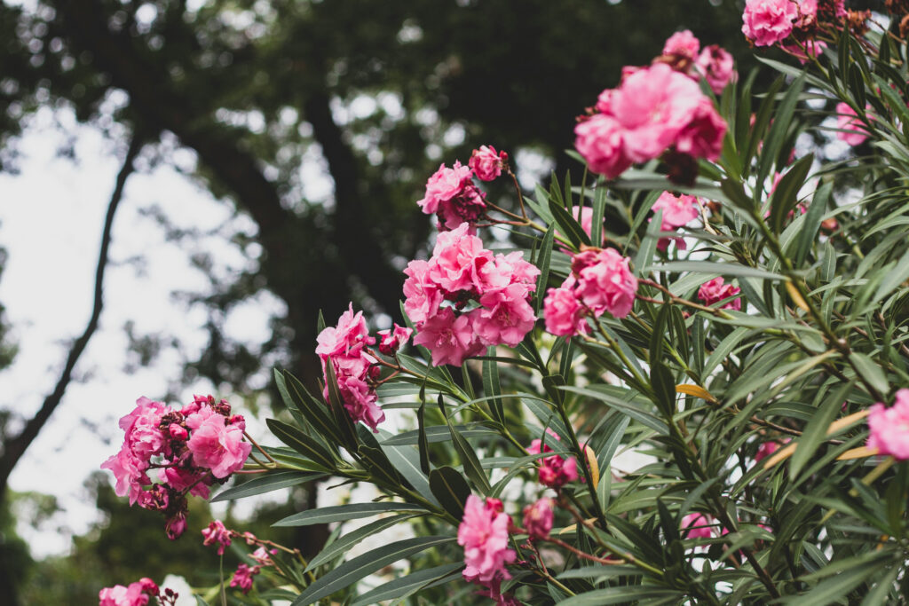 Oleander is a highly poisonous plant that is widely used. 