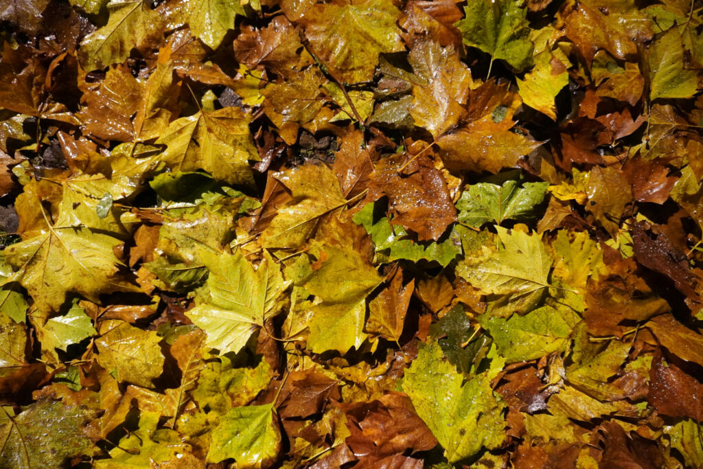 Use organic leaf mulch in your sustainable fall yard. 