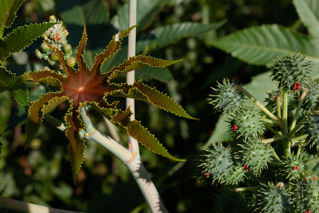 Lethal plants can hide in your garden.