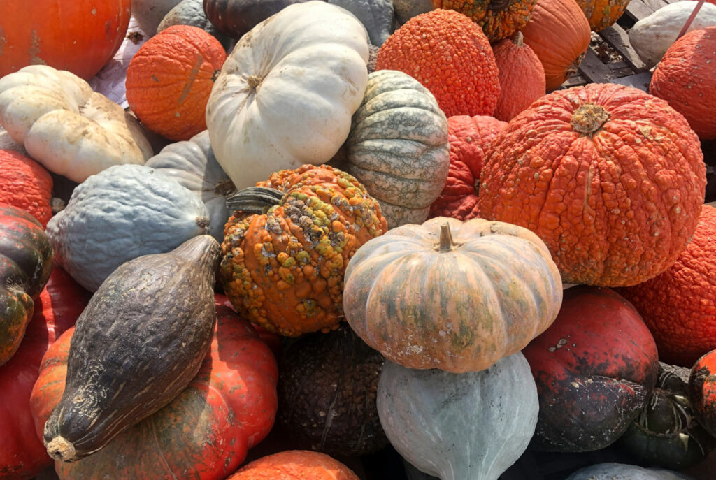 Little known facts about pumpkins and pumpkin uses. 