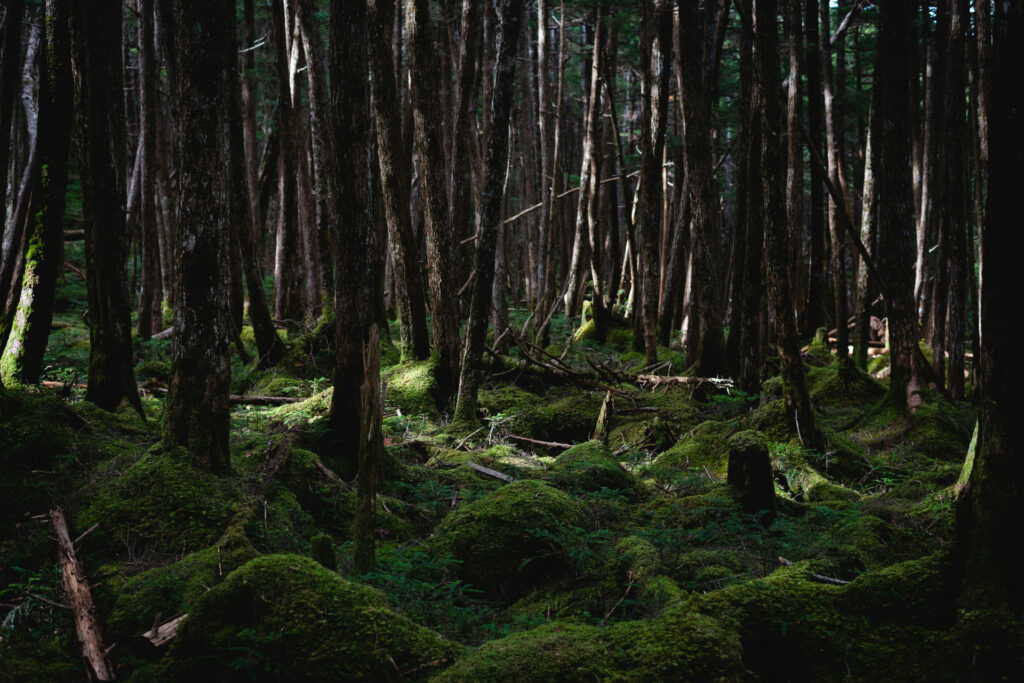 Why do we finds woods spooky?
