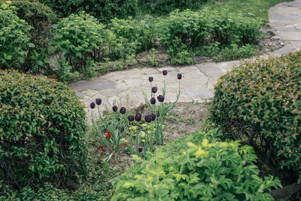 A creepy plant with dark-colored flowers