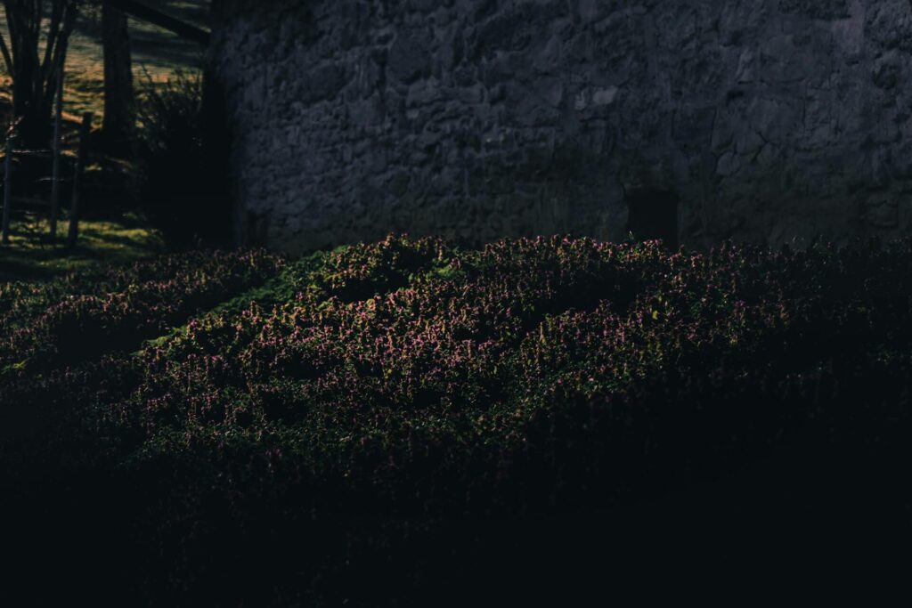 A dense shubbery with flowers at night