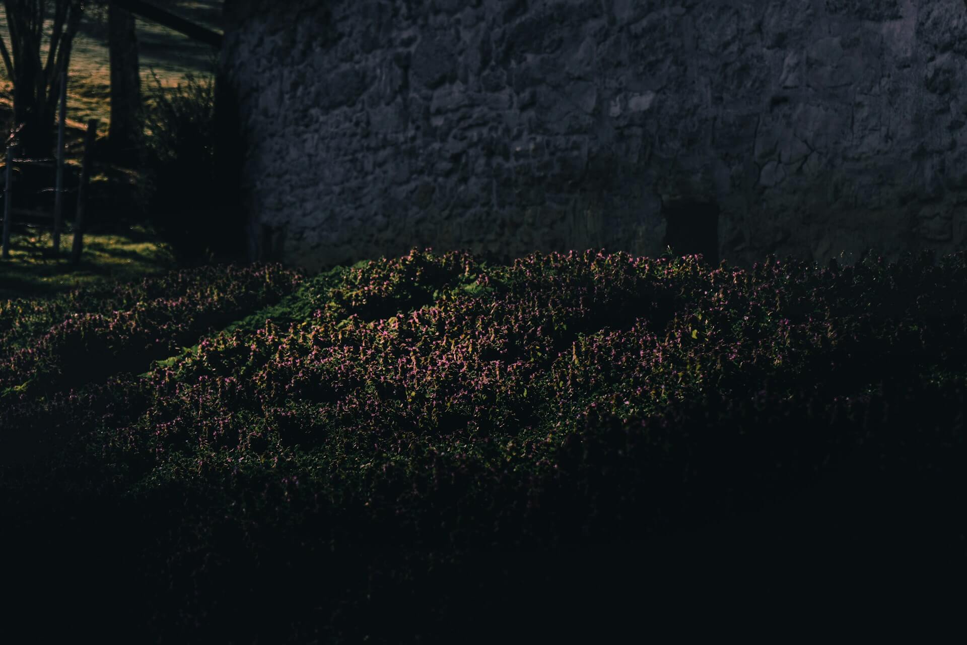 A dense shubbery with flowers at night