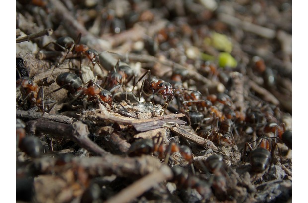 Pest infestations are often costly and unexpected problems.