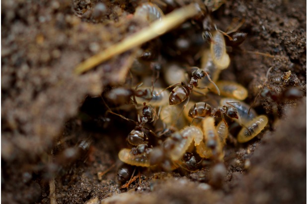 An ant infestation can cause significant structural damage.