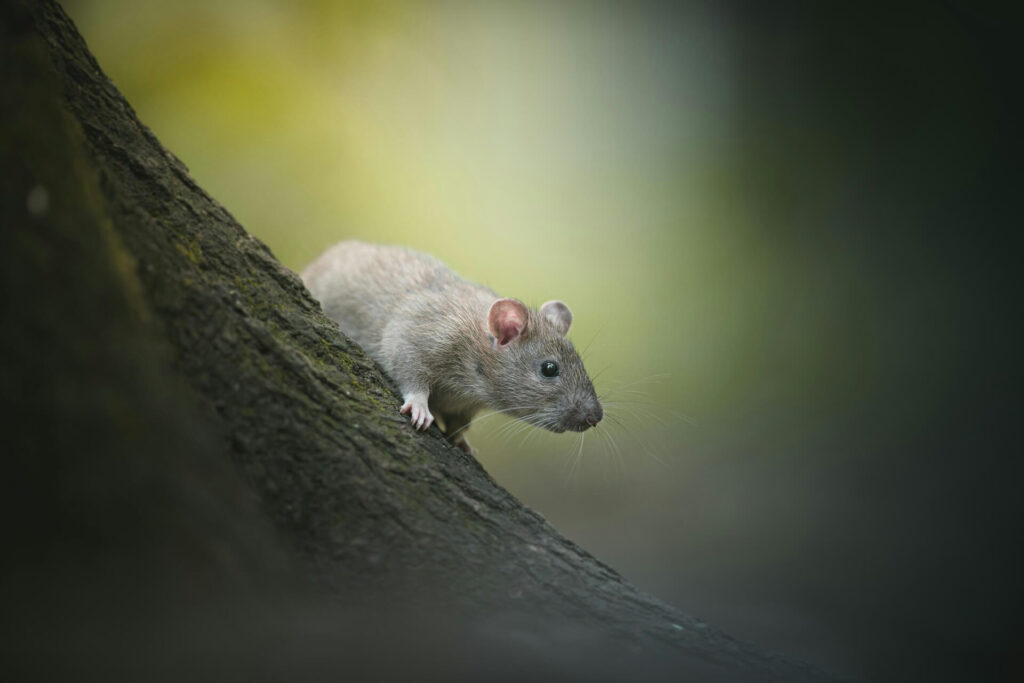 A rat on a tree branch