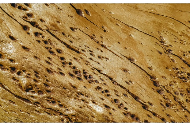 Holes on wooden surfaces are signs of both termites vs. ants.