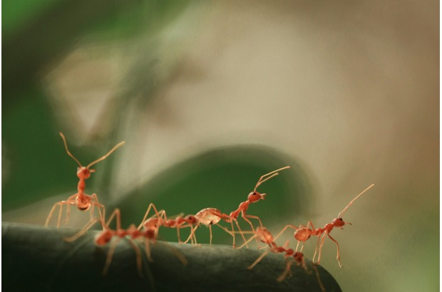 Ants have three body segments, a narrow waist and bent antennae.
