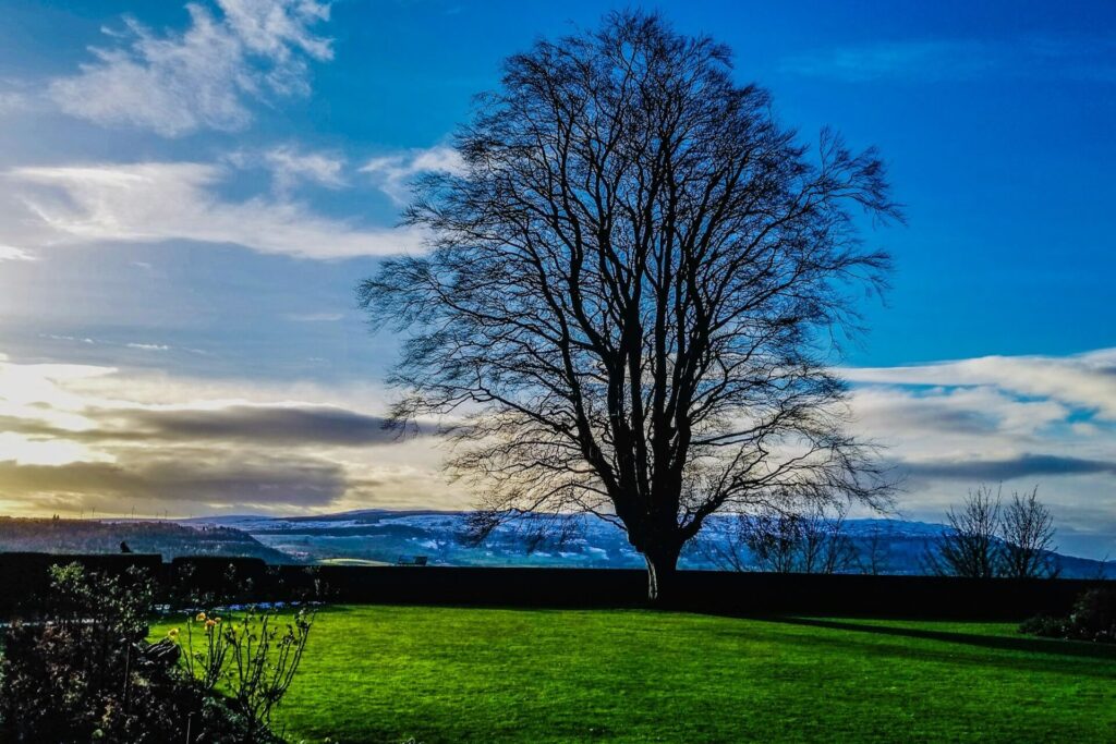 A tall tree in the middle of grassland