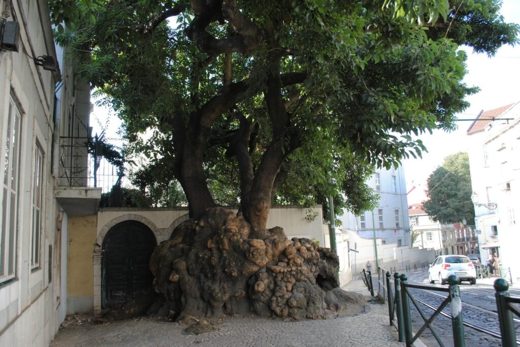 A strange-looking tree next to a property