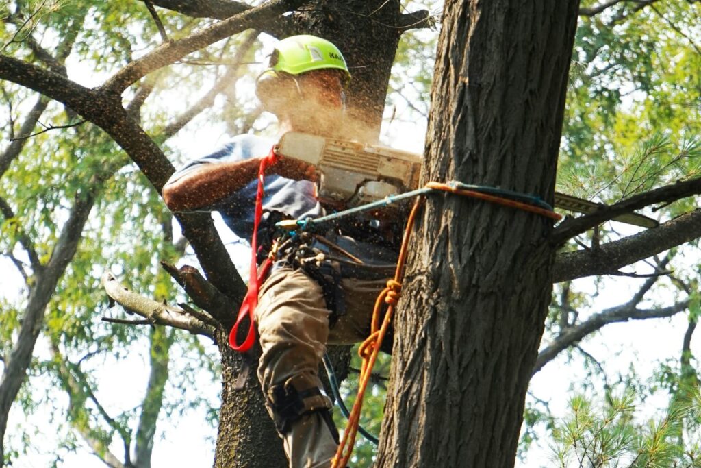 A person cutting a tree