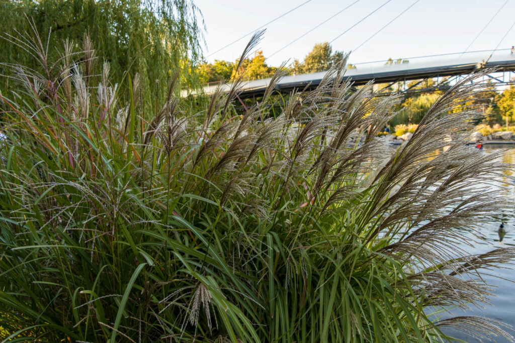 Rain gardens help manage runoff.