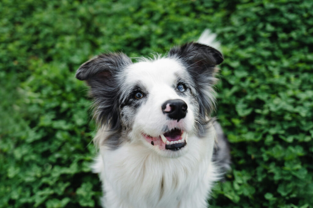 Pets love clover lawns.