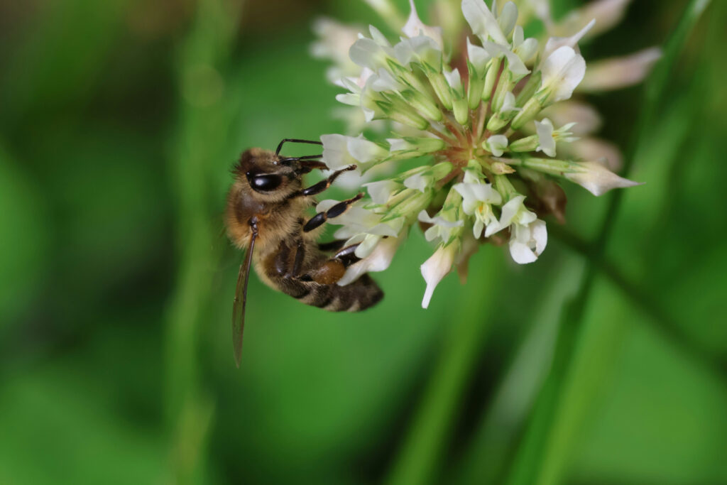 Attract pollinators to your yard with a clover lawn.