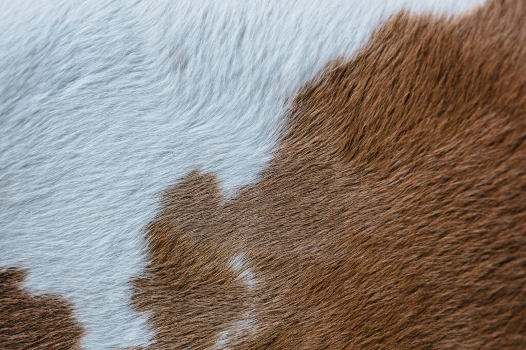 Cow hide rug.