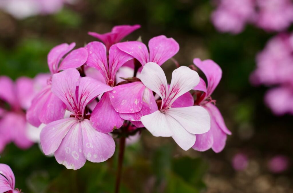 flowers with white spots