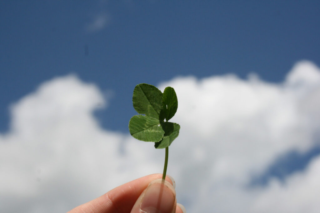 Will you find a four leaf clover in your yard?