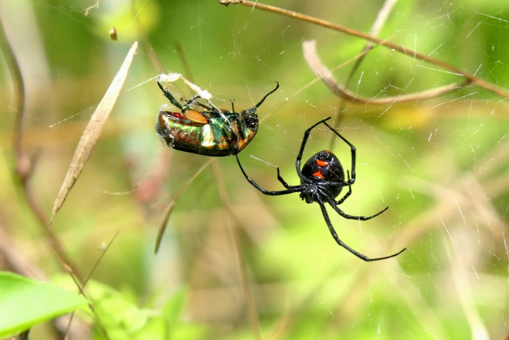 A black widow spider hangs in a web from branches against a bright green background. A fresh beetle hangs in the web.