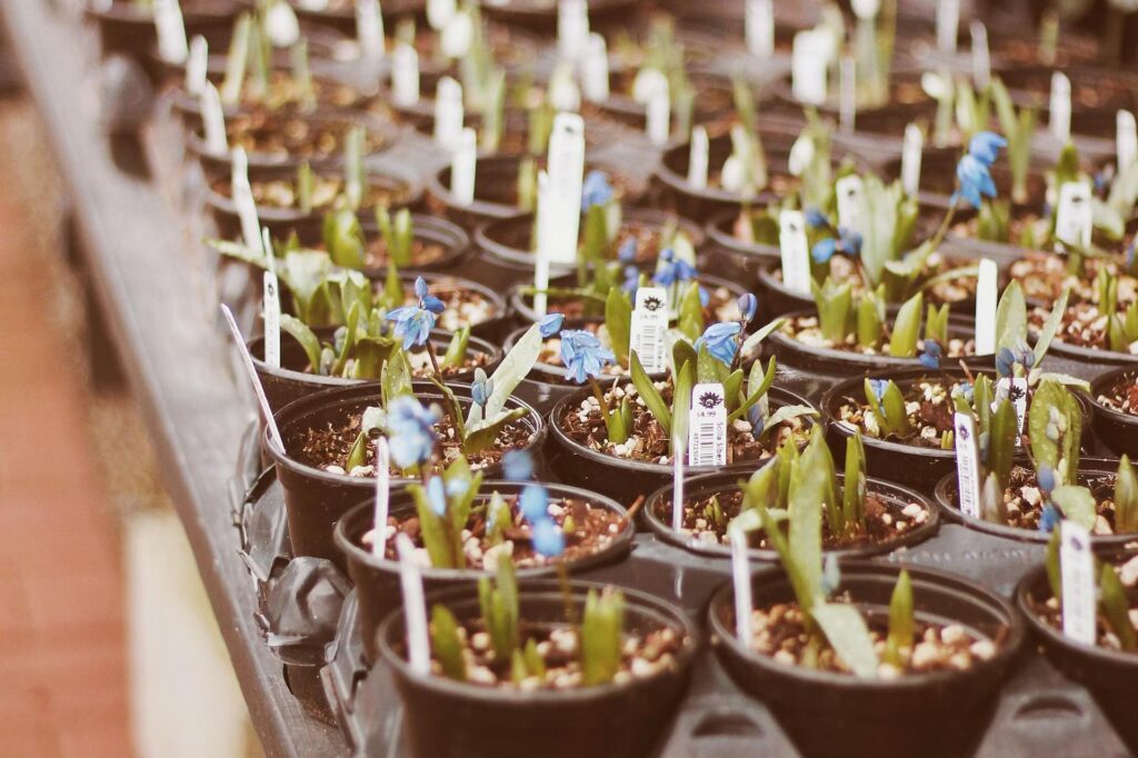 seedlings in pot plants on tray