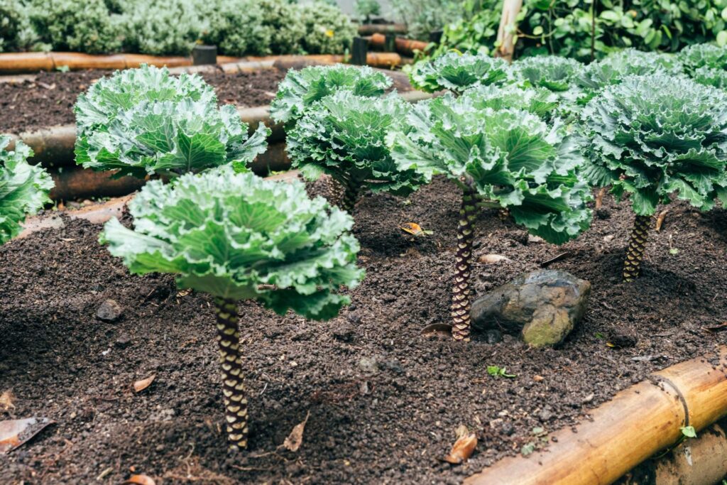 green plants with long stems in soil