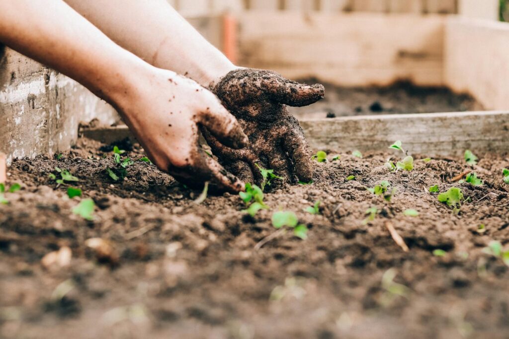 muddy hands in garden planting
