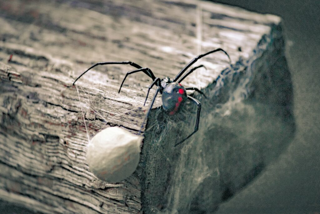 A black widow spider sits by a large white egg sac on a brown piece of wood. Anyone learning how to get rid of black widows would look for signs like this.