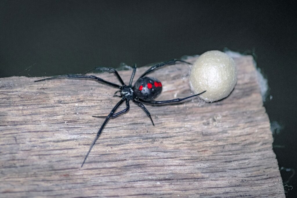 A black widow spider sits by a large white egg sac on a brown piece of wood.