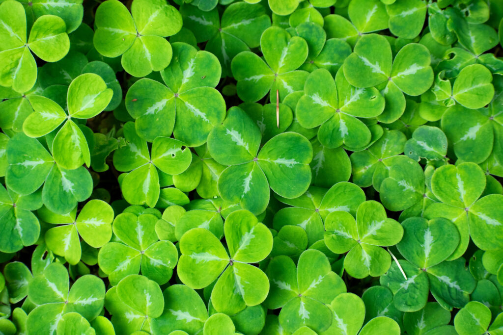 Here's what to know about planting a clover lawn in your yard.