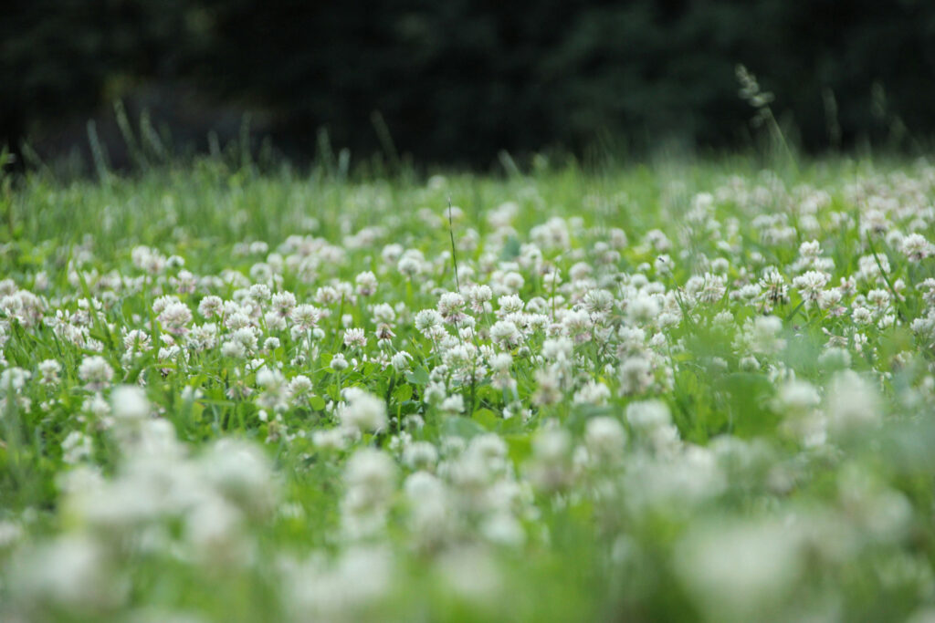 White clover gives a beautiful meadow look.