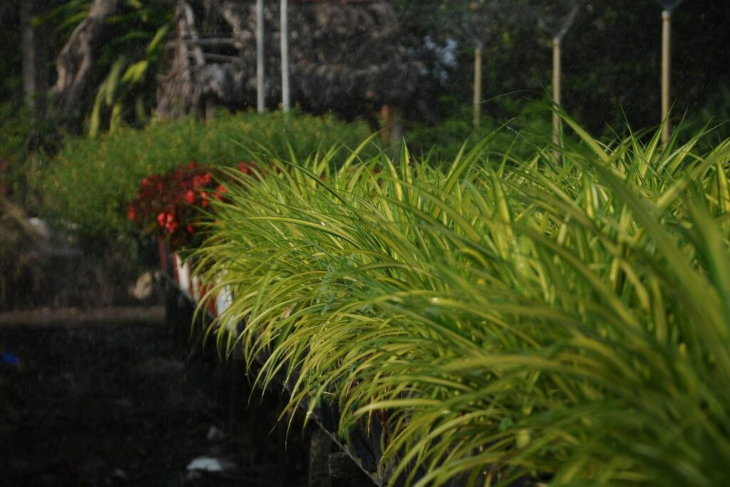 a row of citronella plant
