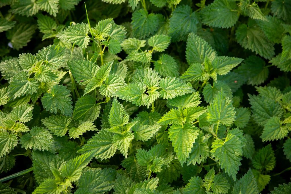 lemon balm